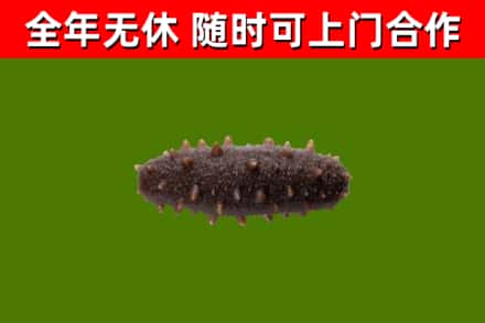 类乌齐县烟酒回收干海参.jpg